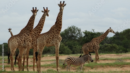 Fototapeta Naklejka Na Ścianę i Meble -  Kruger Park - South Africa - 02-10-2017 - Animals in safari