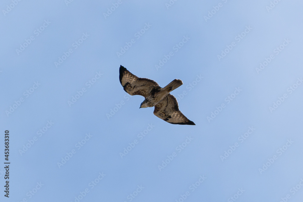 Obraz premium eagle flying over the blue sky in summer