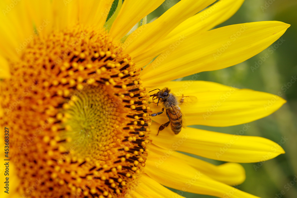 Blooming sunflower with a bee collecting nectar. Sunflower natural background. Close up. Blooming sunflower with a bee collecting nectar. Sunflower natural background. Close up.