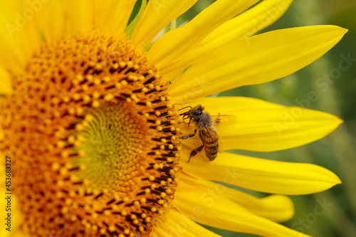 Blooming sunflower with a bee collecting nectar. Sunflower natural background. Close up.