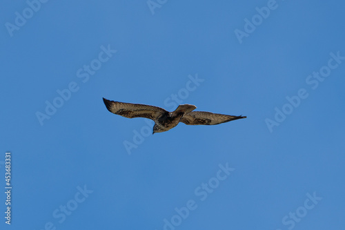 eagle flying over the blue sky in summer
