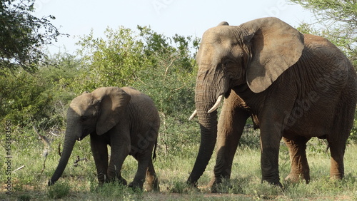 Kruger Park - South Africa - 02-10-2017 - Animals in safari