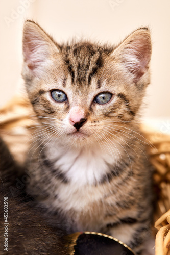 gros plan chaton tigré dans un panier en osier 