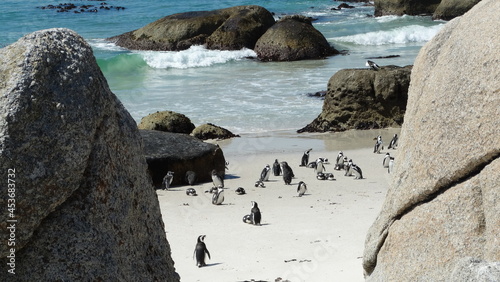 Colônia de Pinguins na Africa do Sul photo