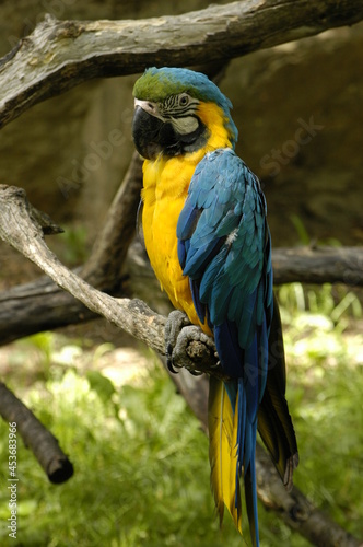 blue and yellow macaw ara © Fialka