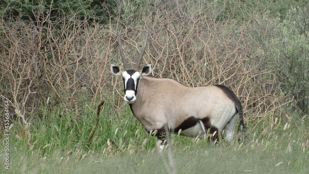 Etosha Park - Naminie - Animals in Etosha Park - 04-20-2016 Etosha Park - Naminie - Animals in Etosha Park - 04-20-2016