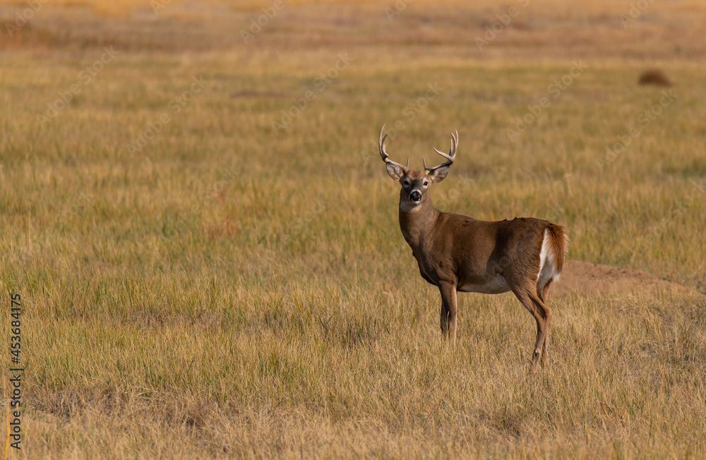 A White-tailed Deer Buck in a Field A White-tailed Deer Buck in a Field