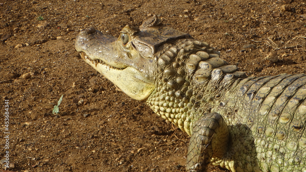 Obraz premium Jacarés na beira de lagoa em San Andrés Colômbia