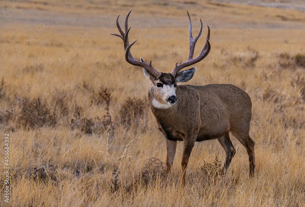 A Large Mule Deer Buck on a Summer Morning A Large Mule Deer Buck on a Summer Morning