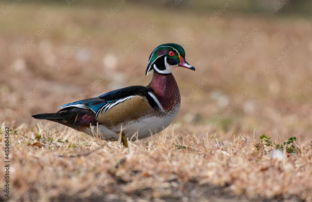 A Beautiful Wood Duck Drake on the Bank of a Lake
