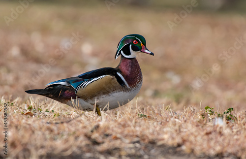 A Beautiful Wood Duck Drake on the Bank of a Lake 