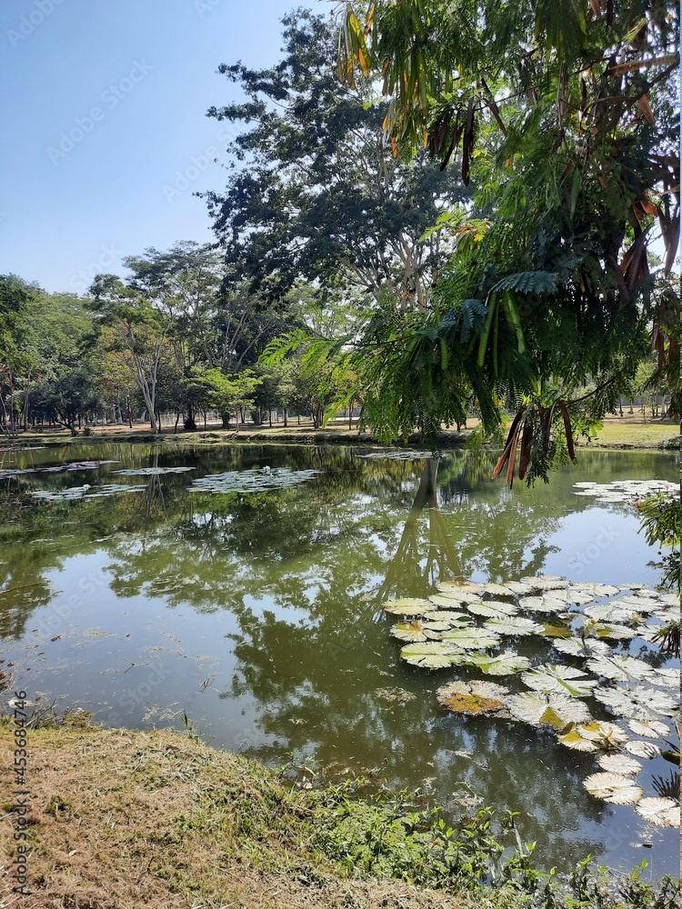 lake in the park