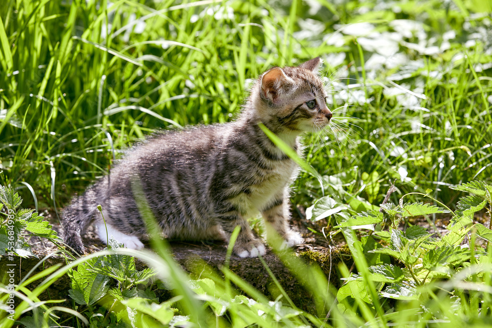 chaton tigré dévouvrant un jardin en été chaton tigré dévouvrant un jardin en été