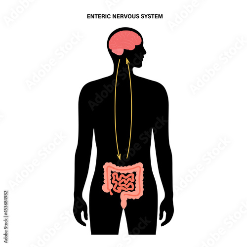 Gut brain connection