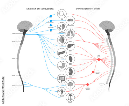 Autonomic nervous system