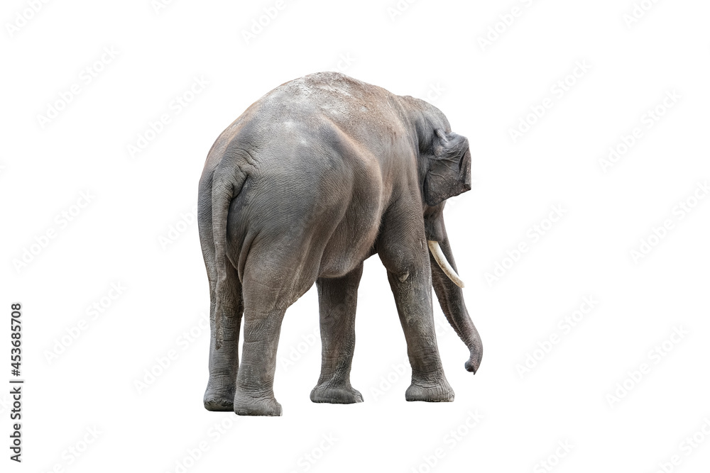 Elephant back close up. Big grey elephant from behind isolated on white background. Standing elephant full length close up.