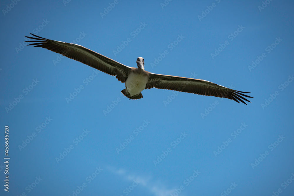 Obraz premium Brown Pelican with wings spread soaring in a blue sky.
