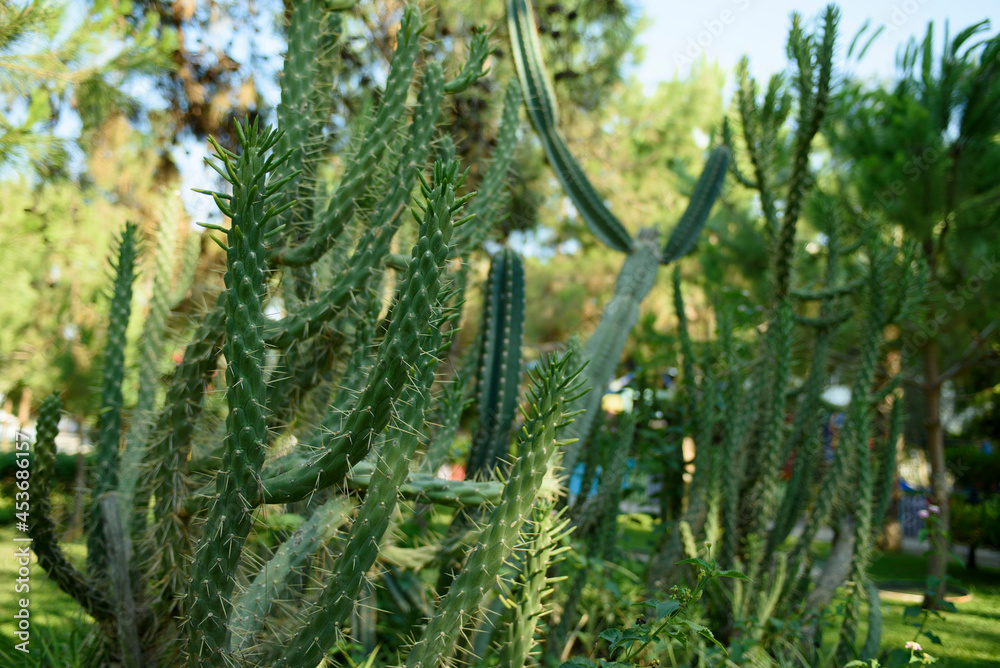Cactus close-up. Young shoots of a cactus with long needles. Tropical plants