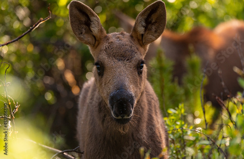 An Adorable Moose Calf Foraging for Food in a Willow Patch
