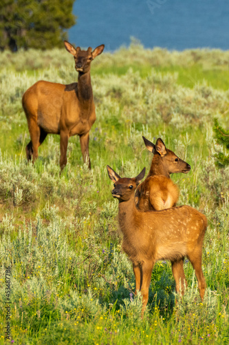 Elk Calf in Yellowstone National Park