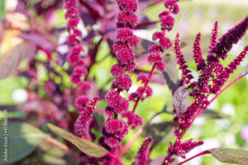 Summer flower garden in the garden. Flowers with seeds of vegetable amaranth. Growing and caring for plants