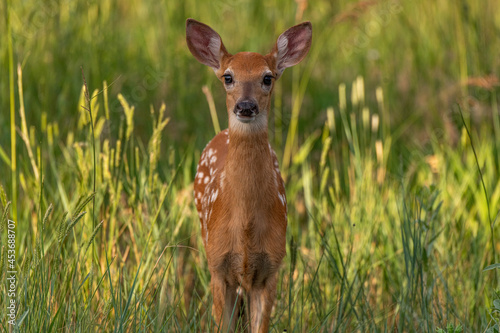 An Adorable White-tailed Deer Fawn on a Spring Morning