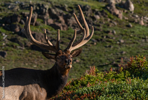 Fototapeta Naklejka Na Ścianę i Meble -  Large Bull Elk with Velvet Antlers on a Spring Morning