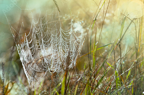 Autumn meadow after rain in the rays of the sun. Grass and spider webs. Autumn concept