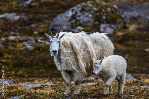 Wild mountain goats (nanny with baby) in the alpine tundra near Crows Pass in the Chugach Mountains of Alaska
