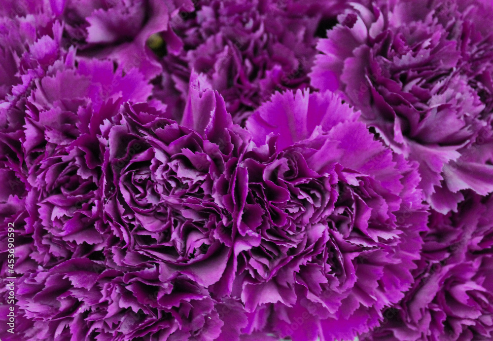 Obraz premium dianthus