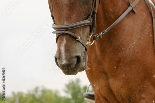 Close up portrait of horse in bridle under rider