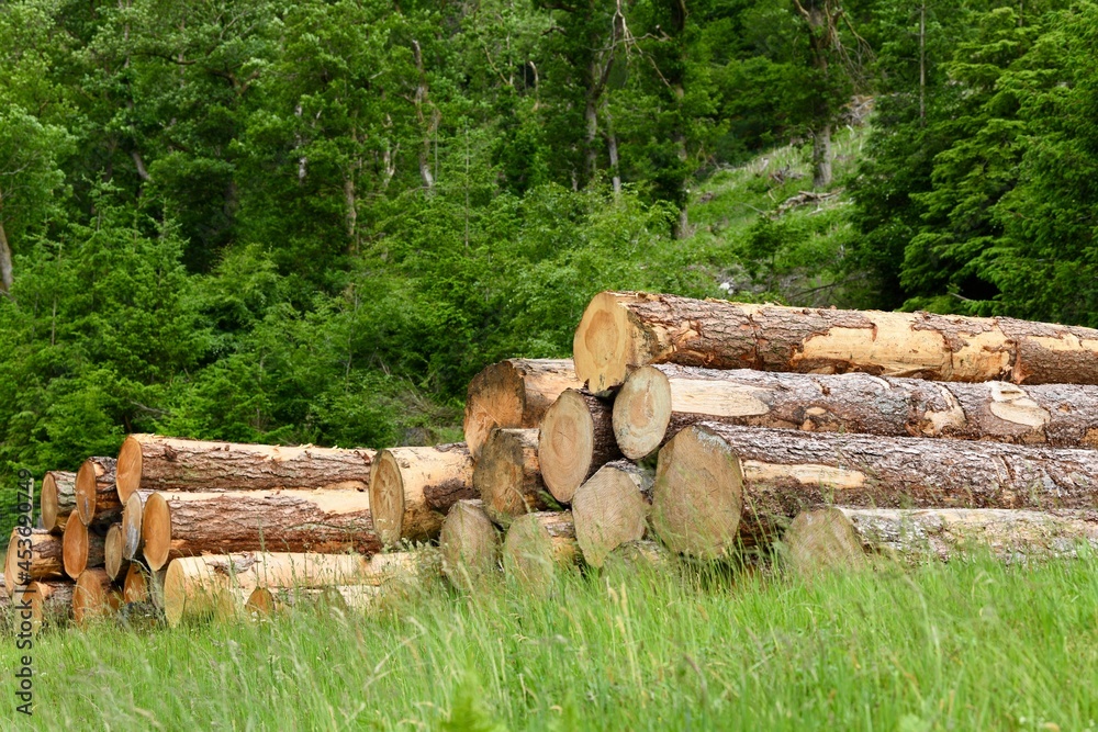 Piles of freshly cut down tree trunks in the forest Piles of freshly cut down tree trunks in the forest