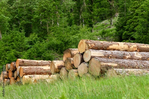 Piles of freshly cut down tree trunks in the forest 