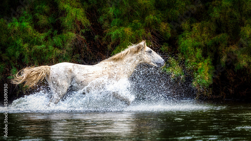 Salt River Wild Horses photo