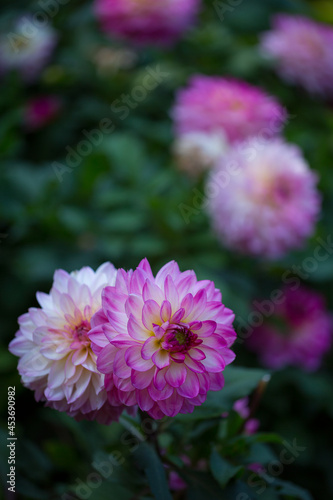 Beautiful lilac dahlias blooming in the garden. Selective soft focus.