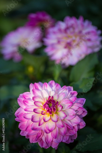 Beautiful lilac dahlias blooming in the garden. Selective soft focus.