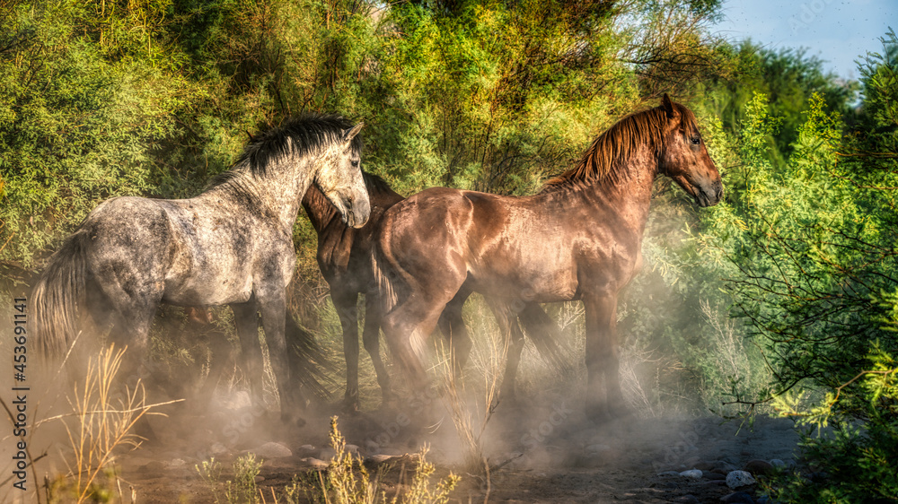 Fototapeta premium Salt River Wild Horses