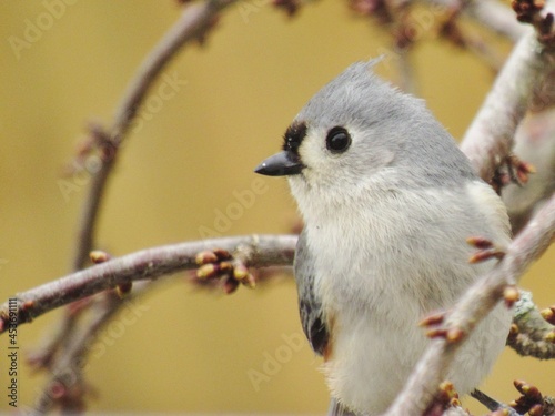 Tufted Titmouse Profile photo