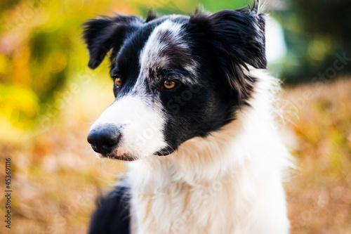 spontaneous border collie dog photography © Eloisa