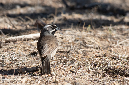 Black-throated Sparrow Checking the Sky photo