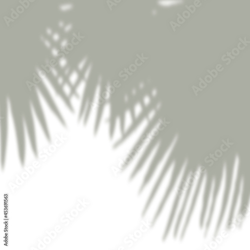 Abstract summer tropical palm leaf shadow on white wall