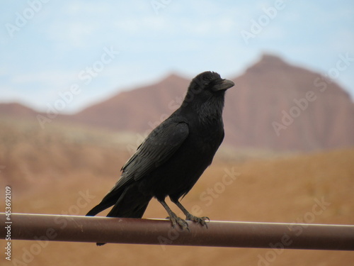 Crow Black Bird with Mountains