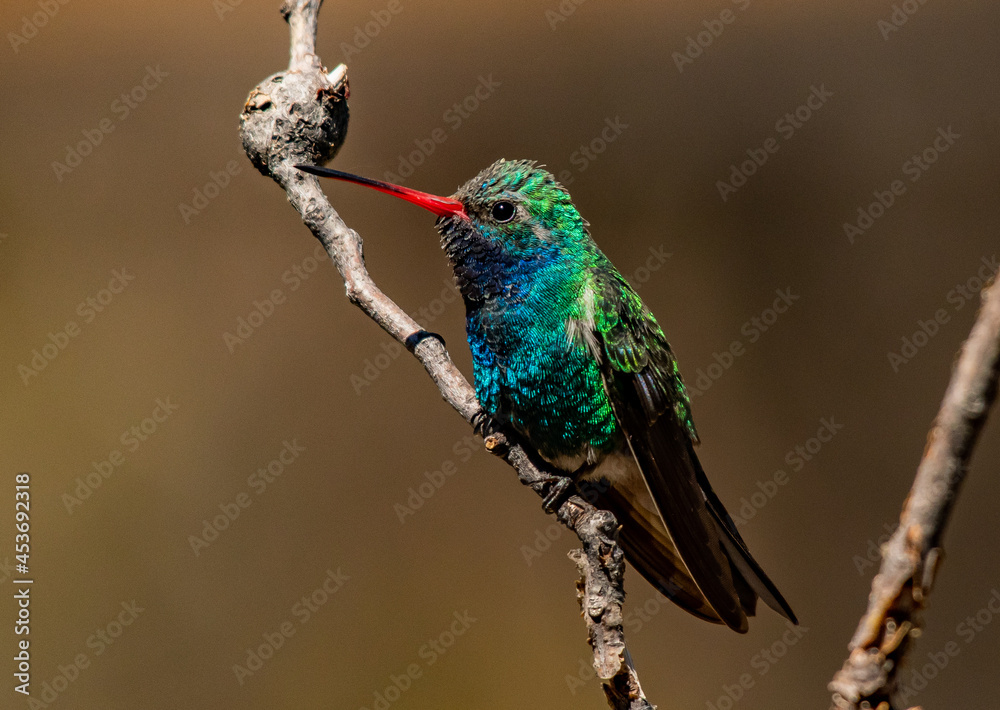 Fototapeta premium A Male Broad-billed Hummingbird Perched on a Branch in Arizona