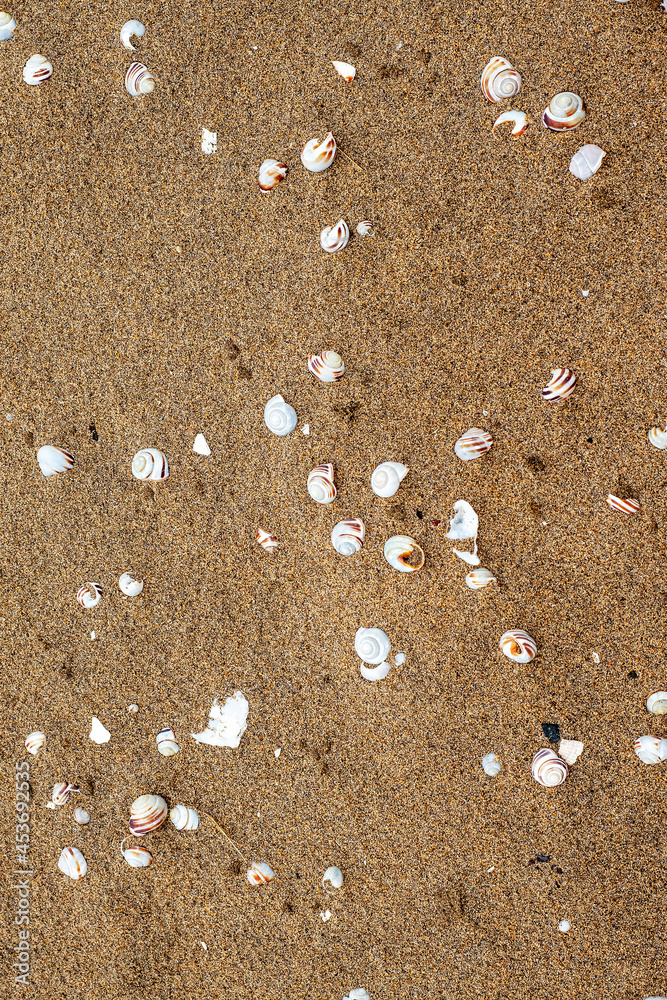 White shells of different shape and size on warm yellow sand. Abstract nature background.