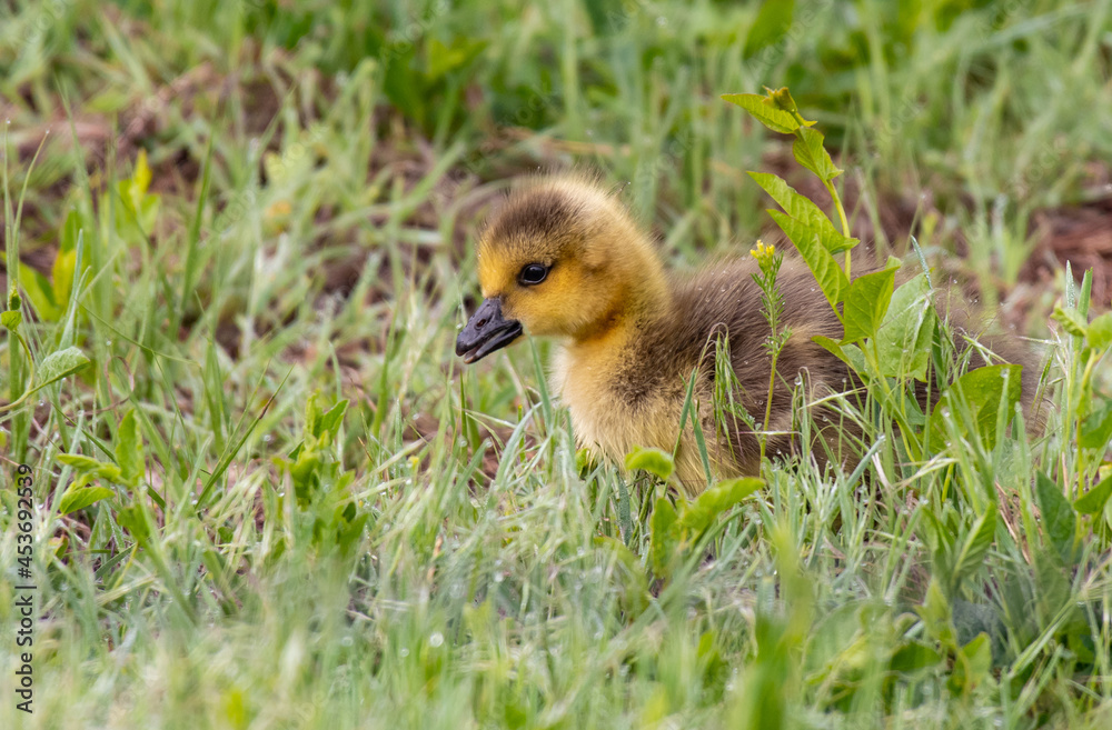 Canada Goose Gosling Exploring a Grassy Meadow