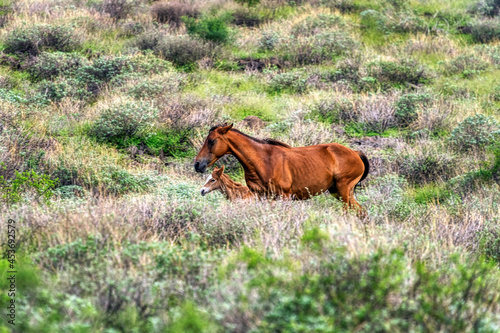 Salt River Wild Horses photo