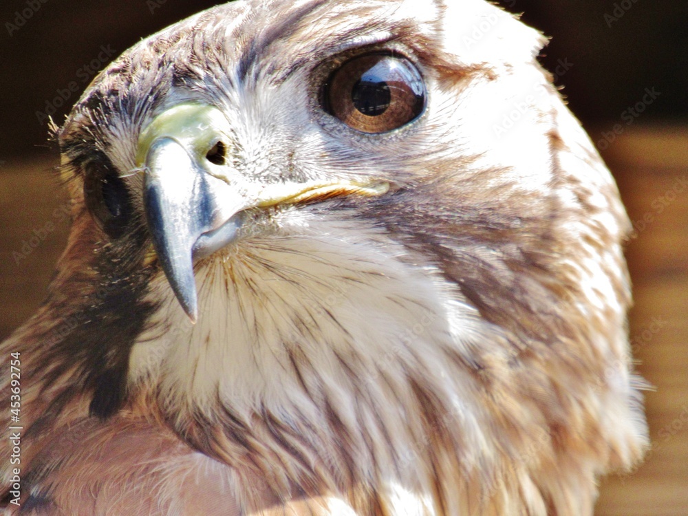 Fototapeta premium Red Tailed Hawk Close Up Portrait