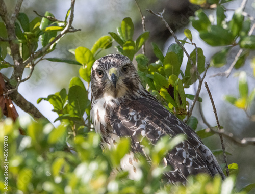 red shouldered hawk in a tree photo