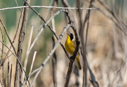A Beautiful Singing Common Yellowthroat