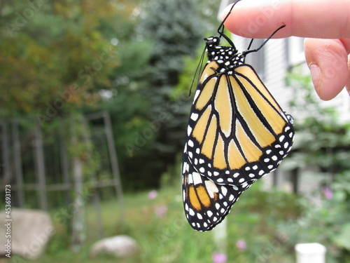 Monarch Butterfly on Fingertip
